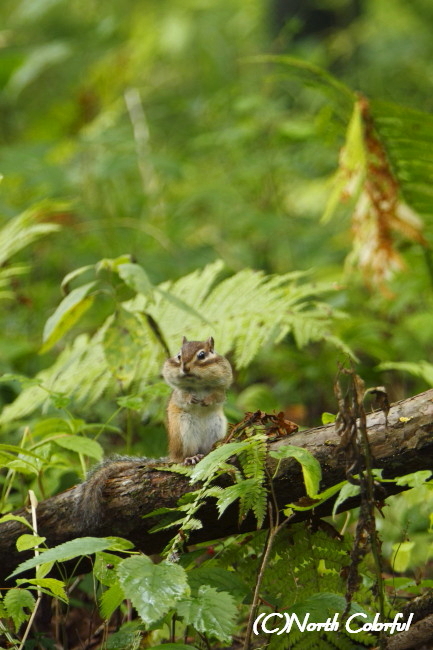 季節も動物も変わり目_a0126527_1542269.jpg