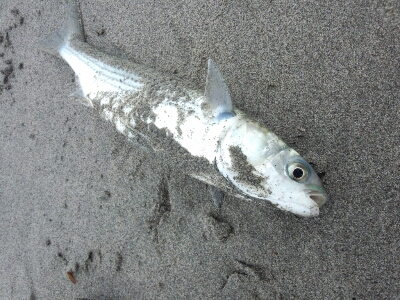 遠州灘と浜名湖_a0284729_23155937.jpg