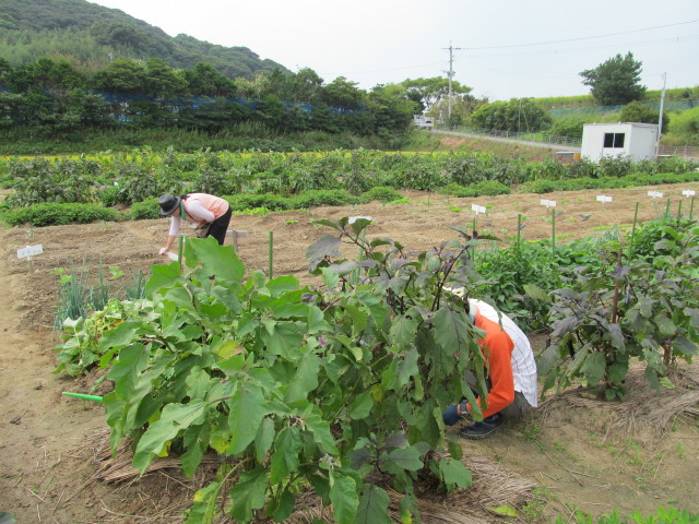 あぐり部、今日の作業＆収穫_d0140234_19362499.jpg