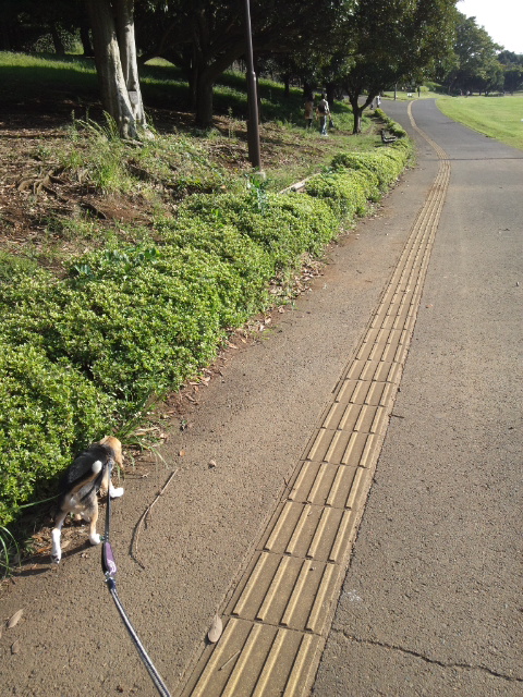 週末には　根岸森林公園♪_d0268536_207437.jpg