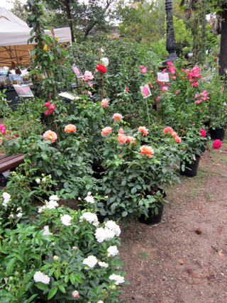 秋色の花市_f0234936_17421474.jpg