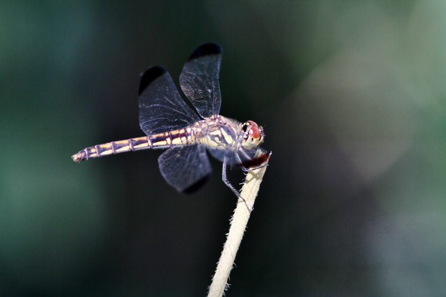 c0172139_01659.jpg