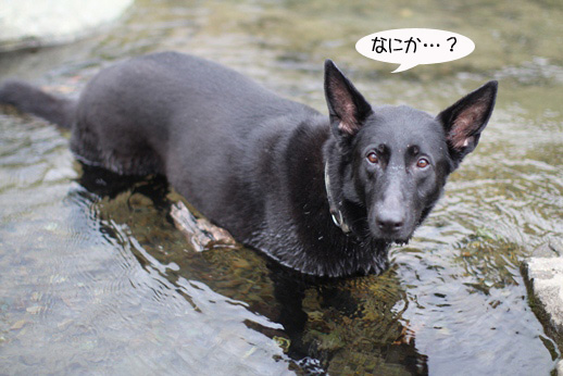 季節感ない犬_f0137544_0142748.jpg