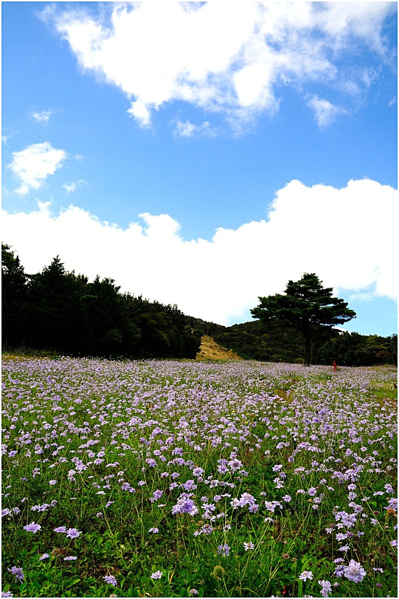 松虫草（まつむしそう）♪～_f0224648_6305498.jpg