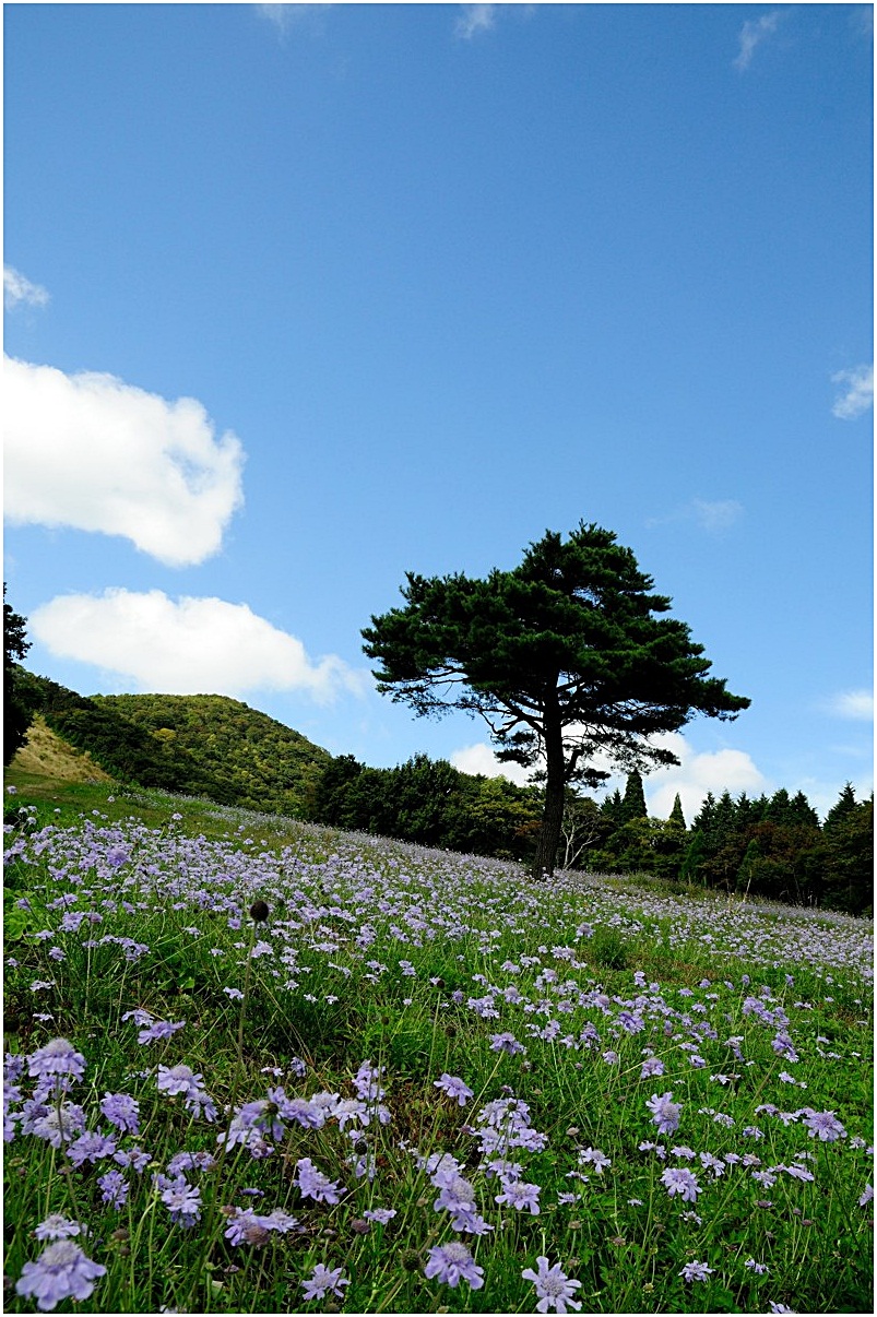 松虫草（まつむしそう）♪～_f0224648_6323611.jpg