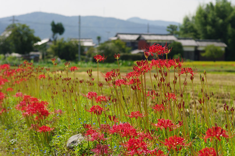 穴太寺周辺　曽我部町で彼岸花．．．_f0152550_21554643.jpg