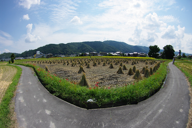 穴太寺周辺　曽我部町で彼岸花．．．_f0152550_21561092.jpg