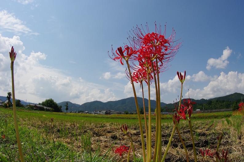 穴太寺周辺　曽我部町で彼岸花．．．_f0152550_21562171.jpg