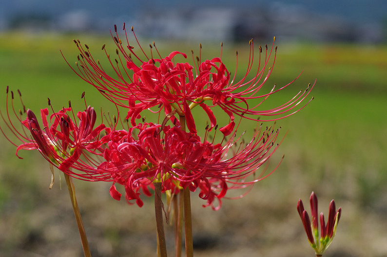 穴太寺周辺　曽我部町で彼岸花．．．_f0152550_2156727.jpg