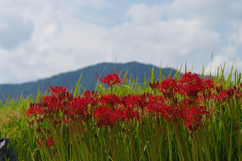 穴太寺周辺　曽我部町で彼岸花．．．_f0152550_21574539.jpg