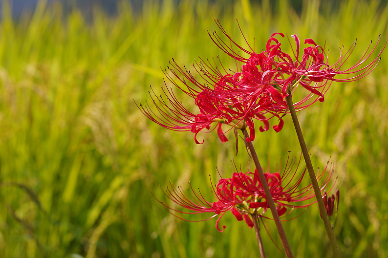 穴太寺周辺　曽我部町で彼岸花．．．_f0152550_2157664.jpg