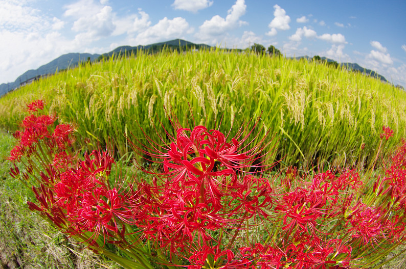 穴太寺周辺　曽我部町で彼岸花．．．_f0152550_21582772.jpg