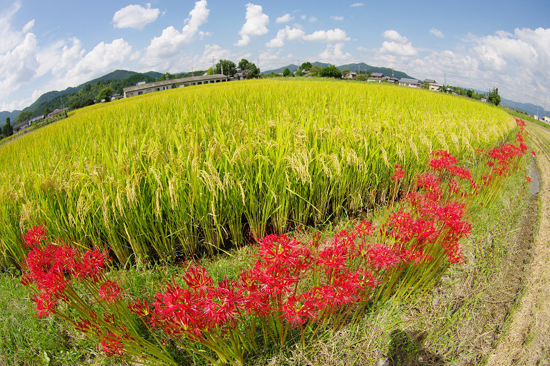 穴太寺周辺　曽我部町で彼岸花．．．_f0152550_21583282.jpg