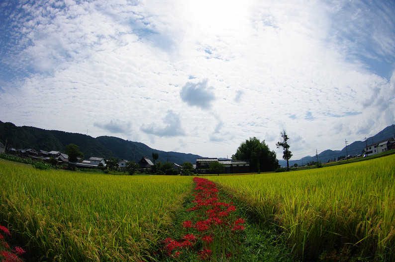 穴太寺周辺　曽我部町で彼岸花．．．_f0152550_21591397.jpg