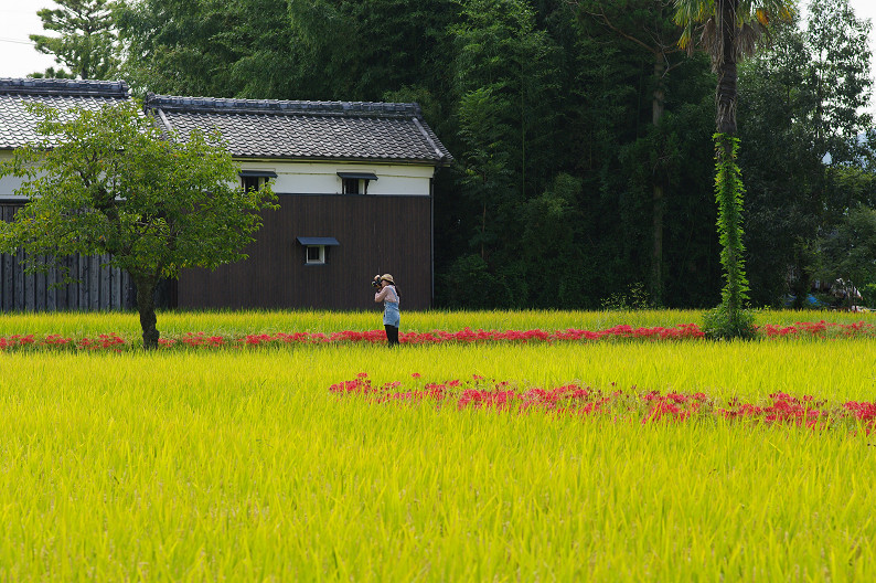 穴太寺周辺　曽我部町で彼岸花．．．_f0152550_21594257.jpg