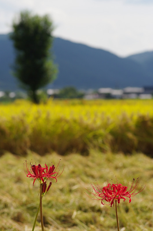 穴太寺周辺　曽我部町で彼岸花．．．_f0152550_2222226.jpg