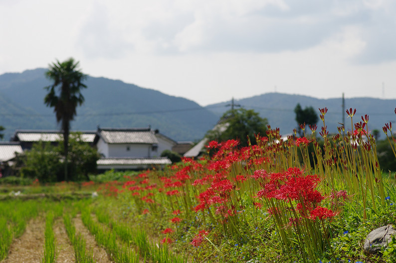 穴太寺周辺　曽我部町で彼岸花．．．_f0152550_22282831.jpg