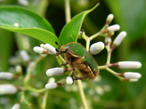 クチノエラブの甲虫_f0161552_1448131.jpg