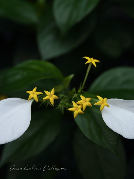 花のある風景　小さいイエロースター　コンロンカ_b0133053_041740.jpg