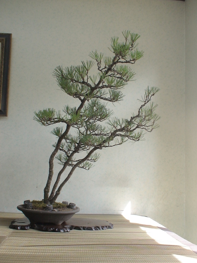 三河盆栽 石付き/寄せ植え 黒松 皐月 盆栽 2012.長月秋風・29 三幹