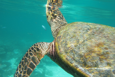 Coco Palm Bodu Hithiのハウスリーフ、その5♪_f0190653_11101419.jpg