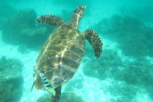 Coco Palm Bodu Hithiのハウスリーフ、その5♪_f0190653_119491.jpg