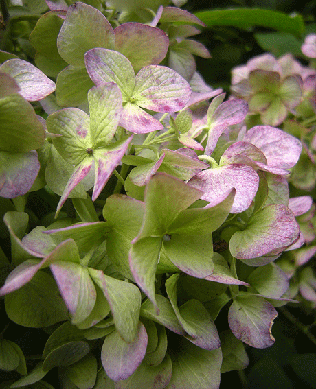 a0001354_22331913.gif