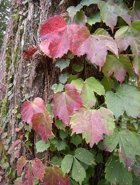 a0001354_22342562.gif