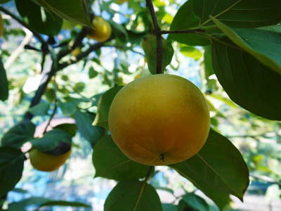 太秋柿 古川果樹園 収穫間近!さらなる手間ひまをかけて_a0254656_13314540.jpg