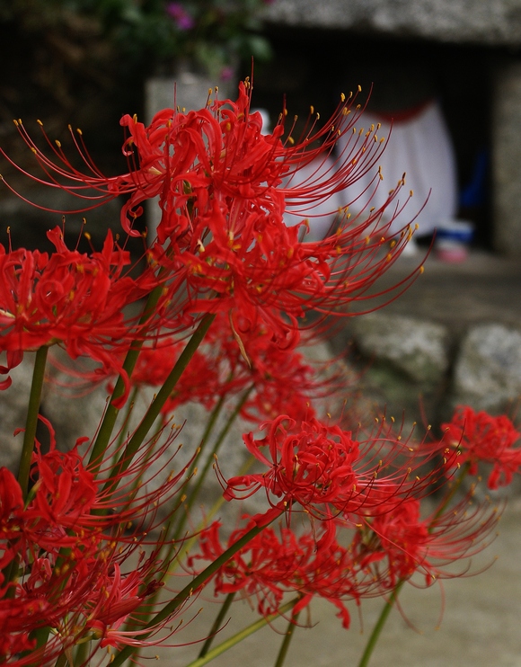 彼岸花で赤く染められた葛城古道を歩く(1)六地蔵石仏_b0063958_23341366.jpg