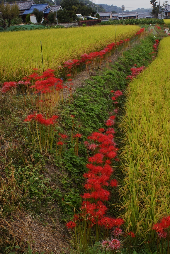 彼岸花で赤く染められた葛城古道を歩く(1)六地蔵石仏_b0063958_23365396.jpg