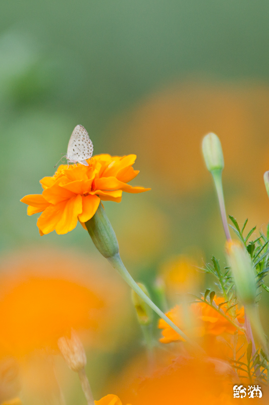 久しぶりの花撮影、水元公園、その他_a0248663_1449274.jpg