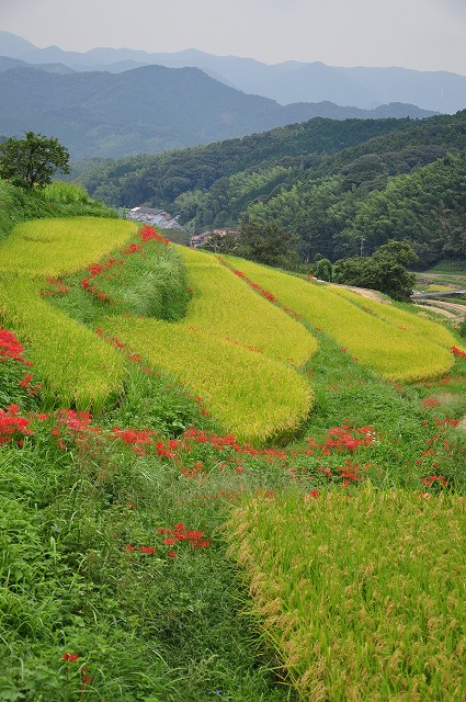 彼岸花と棚田・4_e0153963_1823178.jpg