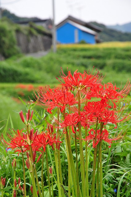 彼岸花と棚田・4_e0153963_1824211.jpg