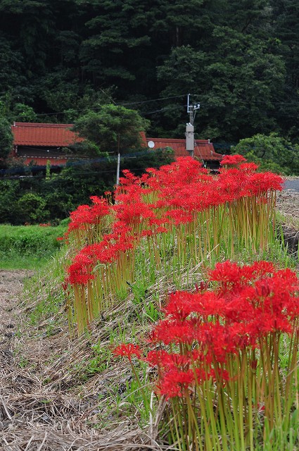 彼岸花と棚田・4_e0153963_18281748.jpg