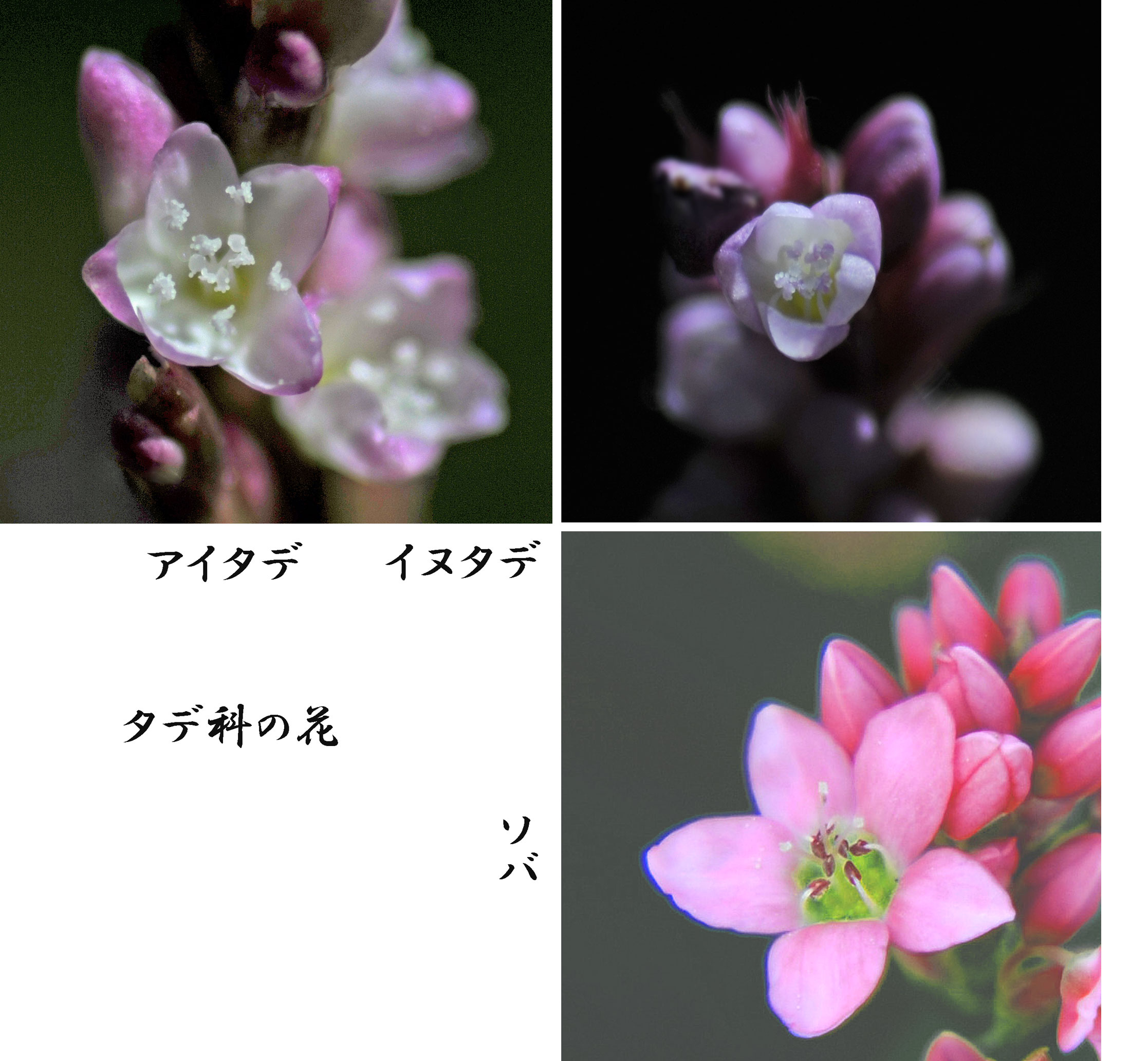 藍の花 Photokiti写真日誌 藍の花 Photokiti写真日誌
