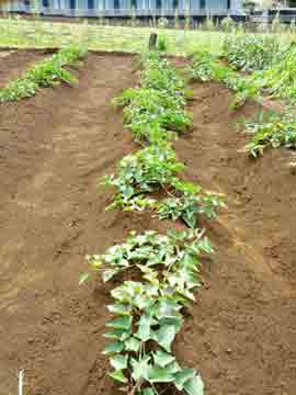 2012年9月2日 和光の畑 訪問_d0259876_2252391.jpg