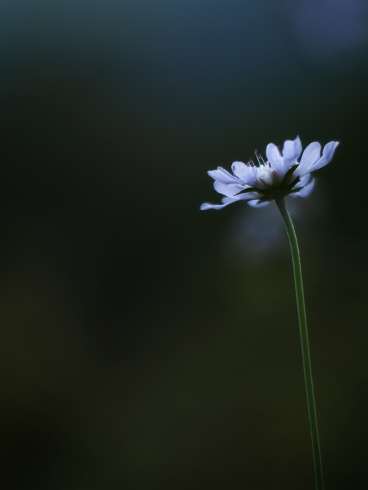 箱根湿性花園のお花たち~vol.1~_a0161380_11163978.jpg