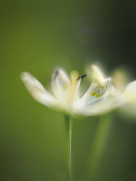 箱根湿性花園のお花たち~vol.1~_a0161380_1125823.jpg