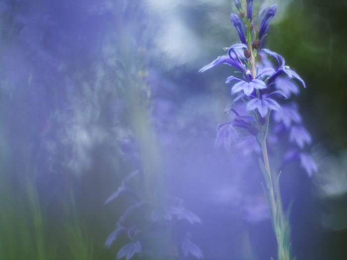箱根湿性花園のお花たち~vol.1~_a0161380_11352893.jpg