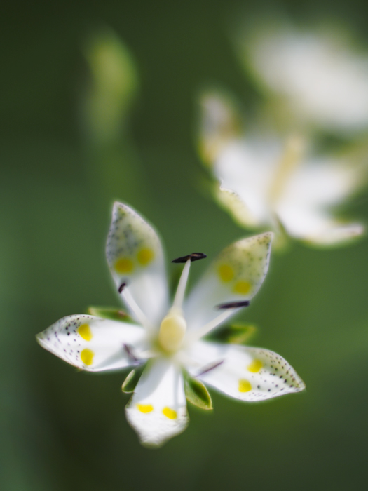 箱根湿性花園のお花たち~vol.1~_a0161380_1154991.jpg
