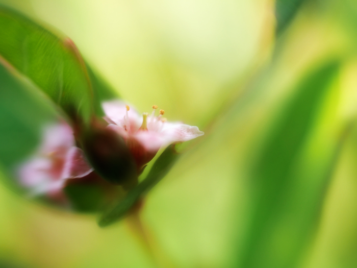 箱根湿性花園のお花たち~vol.1~_a0161380_1174625.jpg