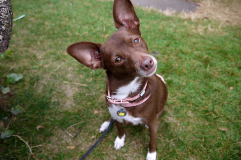 2012 Paws for Cause@スタンレーパーク_d0129786_15501028.jpg