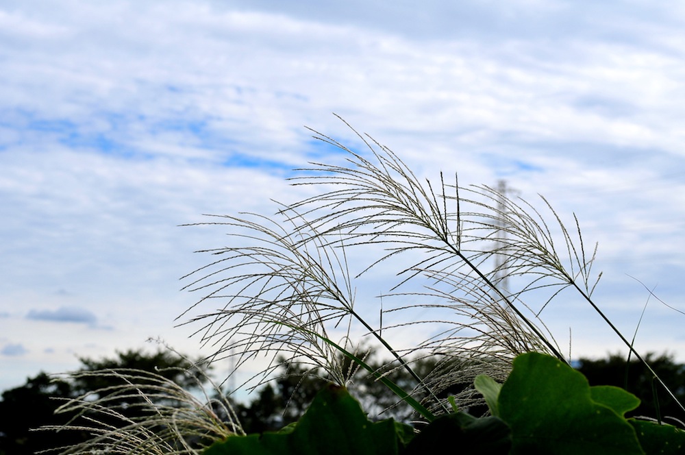 彼岸花の季節_a0116088_16414018.jpg