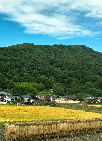 杖突街道のはぜかけ風景_f0163491_20182678.jpg