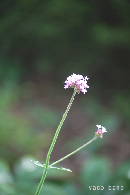 e0025300_12364527.png