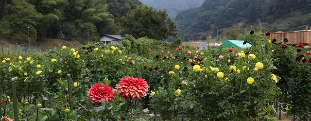 a0123003_113924.jpg