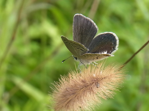 埼玉　　                   クロツバメシジミ開翅2012/09/29①_d0251807_8115825.jpg