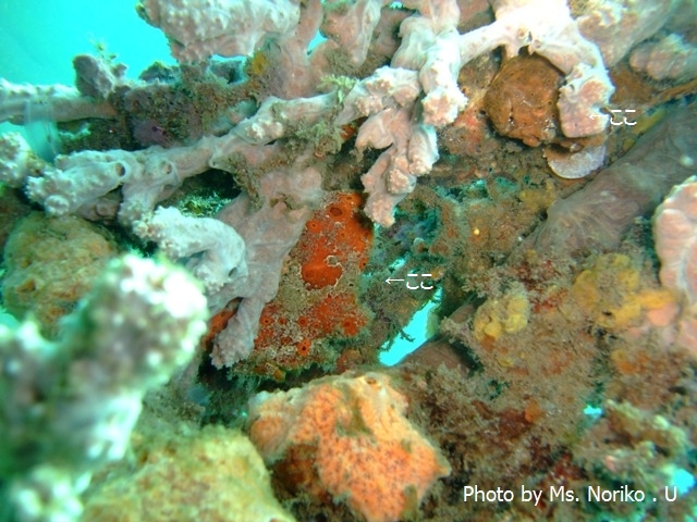 最後のお魚を探せ!_c0211615_8483886.jpg
