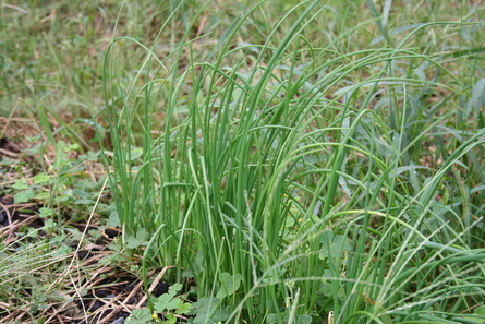 今週の家庭菜園（２０１２年９月２９・30日）_a0216817_15332455.jpg